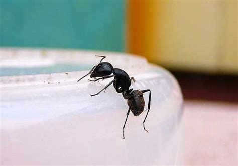 中州植葬 家裡突然很多螞蟻